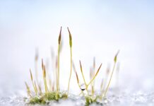 Les micro-certifications à l’épreuve : l’Europe prend de l’avance – l’appel à la France